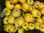 Kweeperen voor gelei, membrillo, toetjes, stoofschotels enz, Diversen, Levensmiddelen, Ophalen