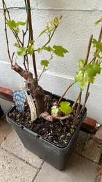 Druiven struik plant boom, Tuin en Terras, Ophalen