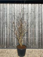 Parrotia persica meerstammig leverbaar tot 400 cm hoog!, Ophalen of Verzenden, Overige soorten, Struik, 250 cm of meer