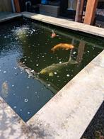 Koivissen plus filterbak incl benodigdh zie omschrijving., Tuin en Terras, Vijvers, Ophalen, Gebruikt