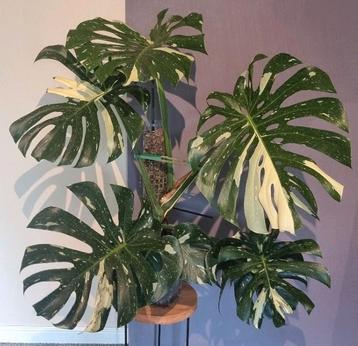 Monstera Thai Constellation beschikbaar voor biedingen