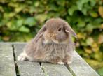 Mooie en tamme Nederlandse hangoordwerg konijntjes (nhd)!, Dieren en Toebehoren, Konijnen, Meerdere dieren, Dwerg, Hangoor, 0 tot 2 jaar