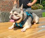 💙 super mooie, aparte verschijning, franse bulldog reu 💙, Particulier, Rabiës (hondsdolheid), Reu, 1 tot 2 jaar