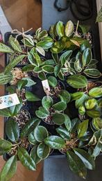 Verschillende Hoya soorten te koop, Overige soorten, Minder dan 100 cm, Ophalen of Verzenden, Halfschaduw