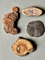 Fossielen Collectie: Ammoniet, mineraal Pyriet, Vis (Krijt), Verzenden, Fossiel