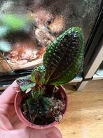 Triolena pustulata gewortelde stek, Ophalen of Verzenden, Overige soorten, Minder dan 100 cm