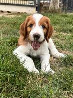 Super leuke Bonte Irish Doodles!, Dieren en Toebehoren, Honden | Setters en Staande honden, CDV (hondenziekte), 8 tot 15 weken