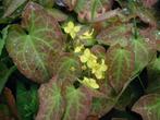 Epimedium pinnatum (elfenbloem) geel vaste plant, Tuin en Terras, Planten | Tuinplanten, Ophalen, Bodembedekkers, Volle zon, Vaste plant
