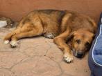 ACE: Chief is rustig en kalm van aard, 6 jaar of ouder, Particulier, Rabiës (hondsdolheid), Reu