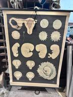 Vintage Schoolplaat Embryonale Ontwikkeling Mens, Ophalen, Natuur en Biologie