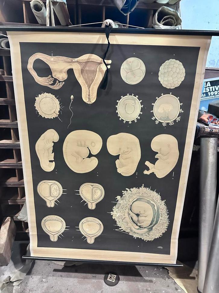 Vintage Schoolplaat Embryonale Ontwikkeling Mens, Antiek en Kunst, Antiek | Schoolplaten, Natuur en Biologie, Ophalen