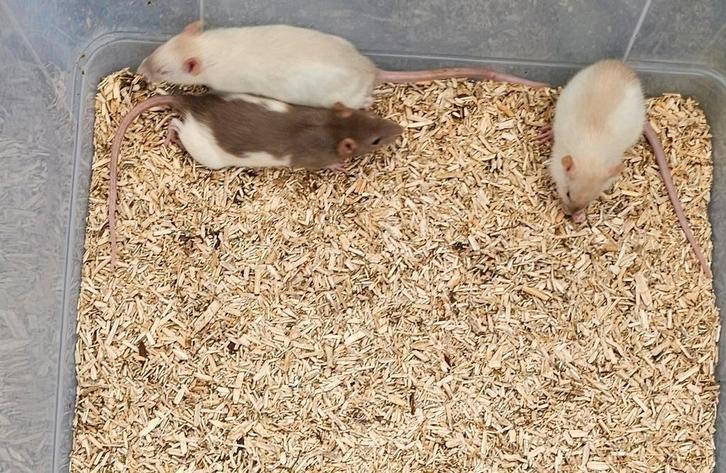 Tamme mannelijke ratjes geboren 23/7-3/8, Dieren en Toebehoren, Knaagdieren, Mannelijk, Rat, Juli