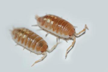  Porcellio pseudornatus "Tangerine Dream" beschikbaar voor biedingen