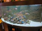 Aquarium Juwel 450 liter, Ophalen, Gebruikt, Gevuld zoetwateraquarium
