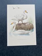 Prenten eenden/zwanen/ganzen 16,5x24 p.st 1,25 euro, Ophalen of Verzenden, Natuur en Biologie