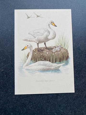 Prenten eenden/zwanen/ganzen 16,5x24 p.st 1,25 euro beschikbaar voor biedingen