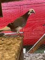 Duiven te koop, Meerdere dieren, Overige soorten