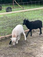 Quasant ram lammeren, Dieren en Toebehoren, Schapen, Geiten en Varkens, Mannelijk, Schaap