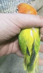 Prachtige brr agapornis fisheri opaline euwing geel pop, Dieren en Toebehoren, Vrouwelijk, Dwergpapegaai of Agapornis, Geringd