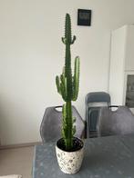 Mooie euphorbia cactus, Huis en Inrichting, Kamerplanten, Ophalen of Verzenden, Cactus, In pot, 100 tot 150 cm