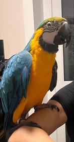 Lieve jonge blauw-gele ara (tam) zoekt nieuw thuis, Dieren en Toebehoren, Vogels | Parkieten en Papegaaien, Mannelijk, Papegaai