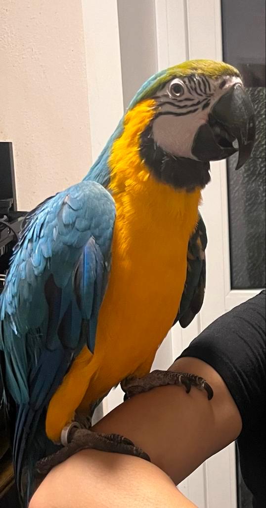 Lieve jonge blauw-gele ara (tam) zoekt nieuw thuis, Dieren en Toebehoren, Vogels | Parkieten en Papegaaien, Papegaai, Mannelijk