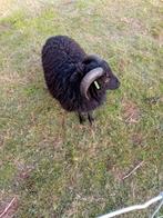 3 quessantbokken te koop, Dieren en Toebehoren, Schapen, Geiten en Varkens, Mannelijk, Schaap