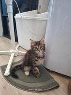 Maine coon kruising Europese korthaar, Dieren en Toebehoren, Katten en Kittens | Raskatten | Korthaar, Poes, Gechipt, 0 tot 2 jaar