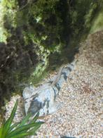 Rineloricaria fallax, Dieren en Toebehoren, Vis