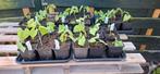 Stamslabonen plantjes, Ophalen, Volle zon, Groenteplanten, Eenjarig