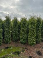 thuja occidentalis brabant, Ophalen, Conifeer, 100 tot 250 cm