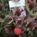 Cornus kousa 'Cappuccino' (Japanse kornoelje) Struiken/Bomen, Overige soorten, 100 tot 250 cm, Zomer, Ophalen
