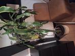 Leuke plant, Ophalen, Overige soorten, Minder dan 100 cm