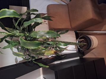 Leuke plant beschikbaar voor biedingen