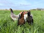 Jonge tamme groenleggers kippen te koop gesekst en ingeënt, Dieren en Toebehoren, Pluimvee, Vrouwelijk, Kip