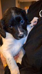 Te koop, lieve gesocialiseerd friese stabij pups, Dieren en Toebehoren, Rabiës (hondsdolheid), 8 tot 15 weken, Meerdere, Meerdere dieren