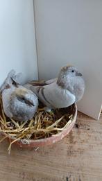 Postduiven, Dieren en Toebehoren, Vogels | Duiven, Geslacht onbekend, Postduif