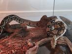 Boa Constrictot Imperator 1.0, Dieren en Toebehoren, Reptielen en Amfibieën, Slang, 3 tot 6 jaar