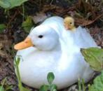GEZOCHT: broedeieren witte hollandse kwaker, Dieren en Toebehoren, Pluimvee, Geslacht onbekend, Eend