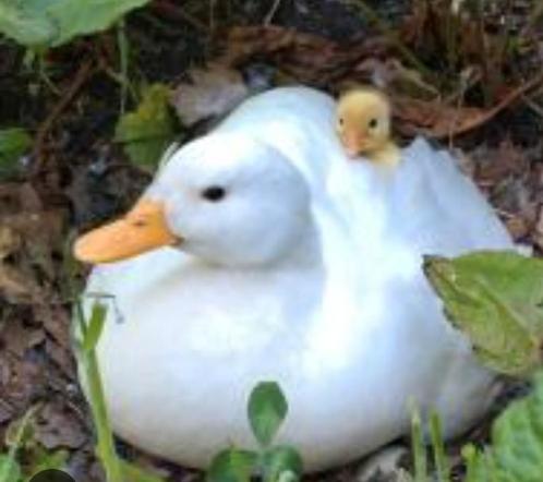 GEZOCHT: broedeieren witte hollandse kwaker, Dieren en Toebehoren, Pluimvee, Eend, Geslacht onbekend