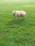 schaap, Dieren en Toebehoren, Schapen, Geiten en Varkens, Mannelijk, Schaap, 3 tot 5 jaar