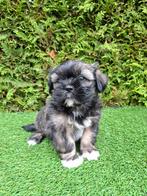 Zeer mooie speelse boomer pups., Overige rassen, CDV (hondenziekte), 8 tot 15 weken, Meerdere