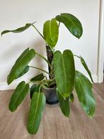Philodendron Jose bueno, Overige soorten, Minder dan 100 cm, Halfschaduw, Ophalen