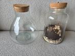 Ecosysteem terrarium voor planten, Huis en Inrichting, Kamerplanten, Ophalen, Overige soorten, Minder dan 100 cm