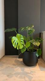 Plant met bloempot, Tuin en Terras, Ophalen of Verzenden, Vaste plant, Overige soorten, Volle zon