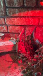 Baardagaam 5 maanden + terrarium, Juni, Mannelijk