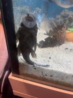 Algeneters groot, Dieren en Toebehoren, Vissen | Aquariumvissen, Overige typen