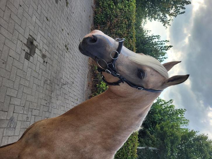 Kaptoom FRA Keto, Dieren en Toebehoren, Paarden en Pony's | Hoofdstellen en Tuigage, Zo goed als nieuw, Overige soorten, Ophalen of Verzenden