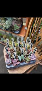 Relatiegeschenk potje plantje samen €1,50 mix van vetplanten, Huis en Inrichting, Kamerplanten, Ophalen, Vetplant, Halfschaduw