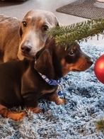 mooie teckel puppy's, Dieren en Toebehoren, Honden | Teckels en Dashonden, 8 tot 15 weken, Korthaar, Dwerg, CDV (hondenziekte)